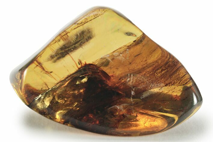 Polished Chiapas Amber ( grams) - Mexico #232581